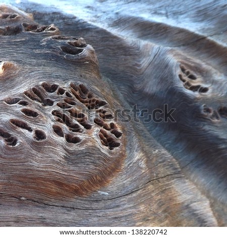 Patterns on the trunk of a dead eucalyptus tree in California