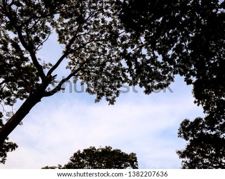 tree in the blue sky