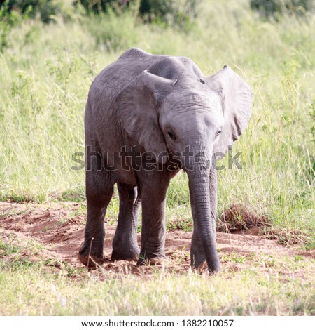 happy elephant baby walking in the savanna