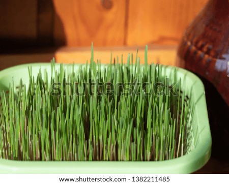 Wheat sprouts in the green box