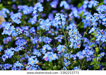 Fragile blue forget-me-not flowers on spring lawn. Fantasy gentle floral background. Selected focus.
