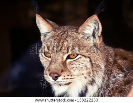 wild lynx