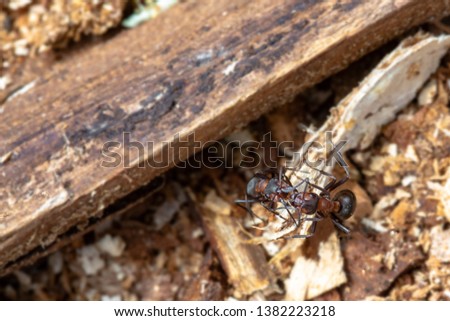 two ants kissing in spring