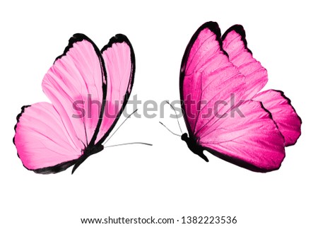 butterflies with wings color Deep pink. isolated on white background. tropical moths. template for design