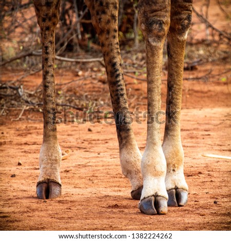 legs of a giraffe with hooves and knees