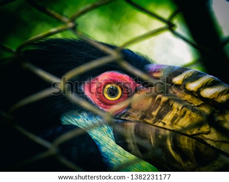 The eyes of wild animals in the cage