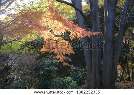 Leaf color leaves　of the National Showa Kinen Park at Tokyo in Japan