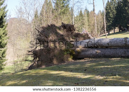 A huge tree fallen to the ground, Giant Sequoia Fall