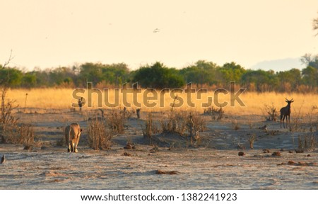 Lioness hunting a tsessebe in Botswana