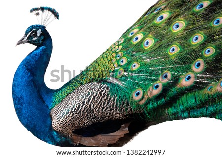 peacock isolated on white background Royalty-Free Stock Photo #1382242997