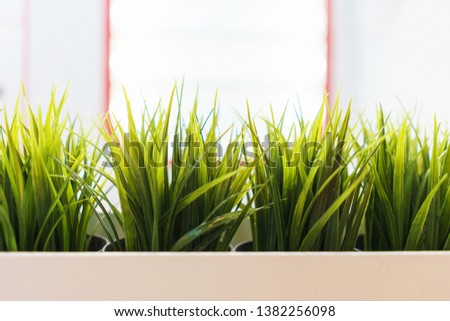 Fresh grass in a special box for flowers close-up. Details of the modern office. Interior and empty working public space. Green plants, furniture parts for employees.