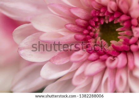 Pink petals macro flower photography