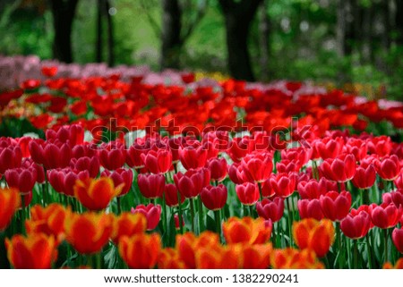 I took a picture of the tulip flower garden with a camera at 8 a.m.