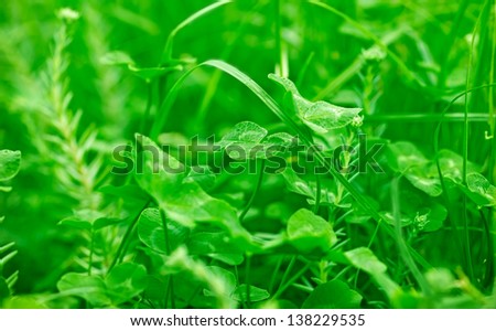 Clover and grass in spring