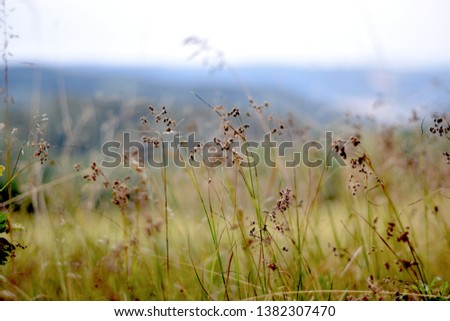 Grass meadow in fall with blurry background.
