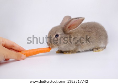 A rabbit eating carrot in the white background