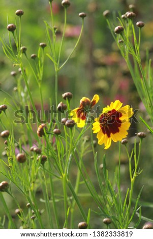 close up of beautiful yellow and red flowers with green grass in a beautiful garden