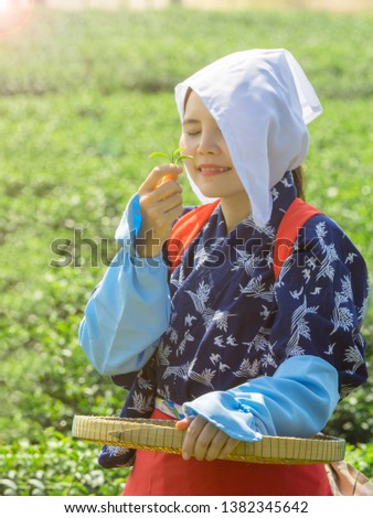 Beautiful Japanese worker smells tea leaves with happiness in the tea plantation or field in the morning with sunlight. 