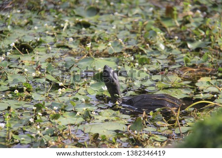 turtles sun bathing in lily pond