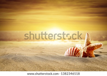 Summer photo of beach and shell in hot sand. Summer sunset time and ocean landscape 