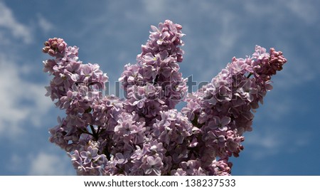 this is a lilac bloom on blue sky