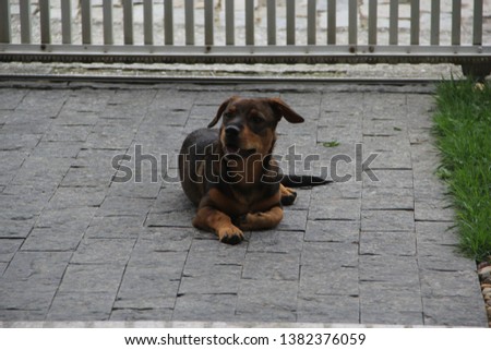brown dog sitting on stone