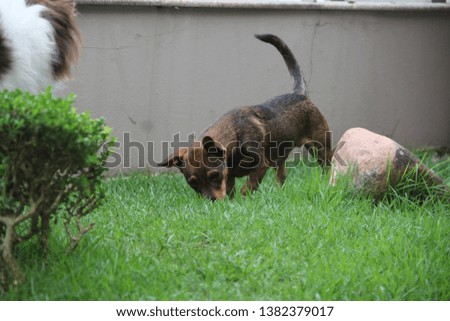 brown puppy playing in the garden on the grass
