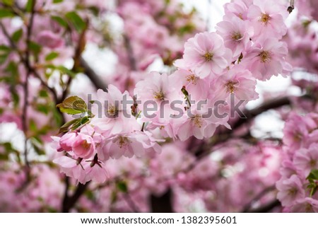 Spring cherry blossoms in the city garden