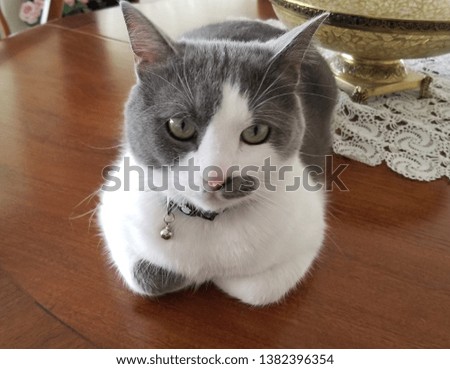 Picture of a tabby house cat