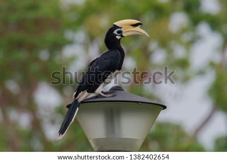 The oriental pied hornbill (Anthracoceros albirostris) is an Indo-Malayan pied hornbill, a large canopy-dwelling bird belonging to the Bucerotidae family. Playing with prey. Changeable Lizard