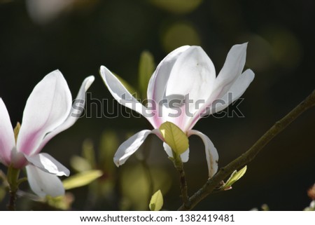 Beautiful sunlit gorgeous creamy magnolia blooms in spring