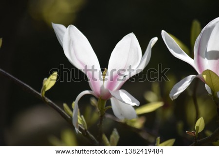 Beautiful sunlit gorgeous creamy magnolia blooms in spring