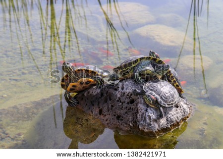 Turtles emerging on the rock in water.