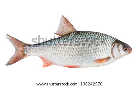 Common roach (rutilus rutilus) isolated on white with clipping path
