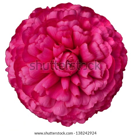 Pink isolatd flower