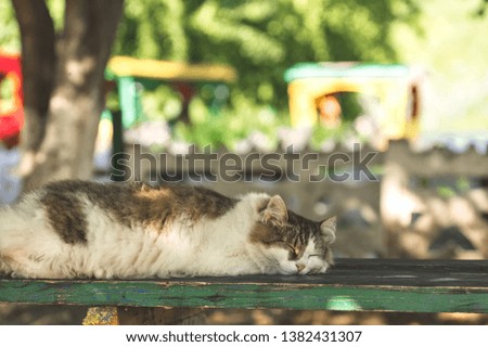fluffy cat sleeping on a street bench in a children's Park