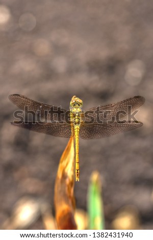 Portrait of a dragonfly sitting on a branch close-up under the bright sun