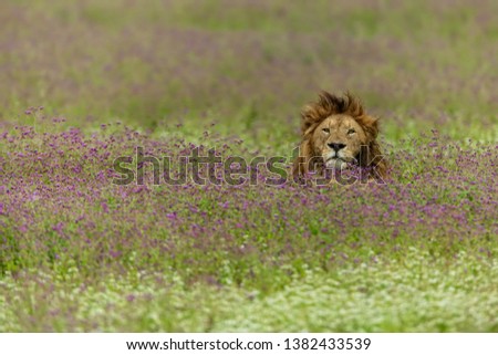 big male lion relaxing in the field of purple flowers in Ngorongoro crater