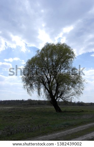 Lonely tree in the meadow. Salix alba. Conceptual photo: loneliness.