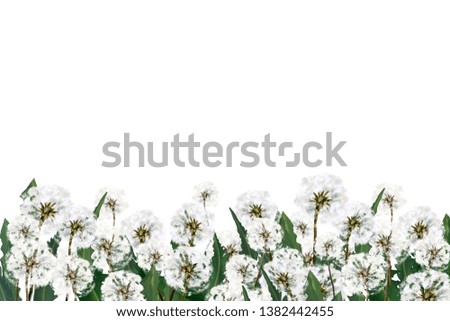 Dandelions border, summer clip art for logos, badges, postcards, posters, prints, scrapbooking white isolated.