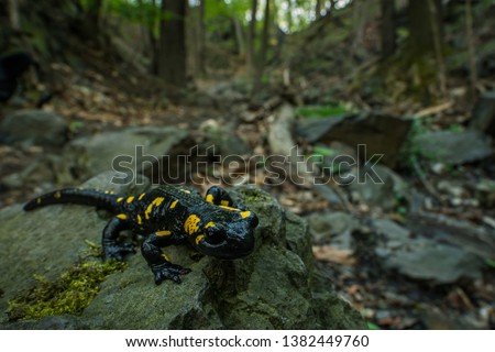 Fire salamander in the natural environment, close up, wide macro, natural habitat, Salamander Salamander, Czech Republic