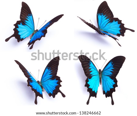 Blue butterfly, Papilio Ulysses, isolated on white background Royalty-Free Stock Photo #138246662