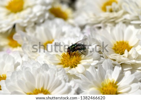 Fly sitting on white flowers.