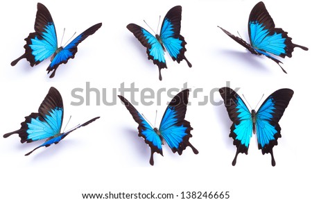 Blue butterfly, Papilio Ulysses, isolated on white background