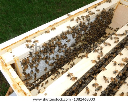 Picture of an open hive showing honey production within and honeybees on the comb.