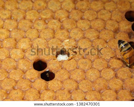 Picture of mostly capped honey bee brood with one larvae in view.