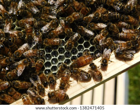 Picture of a queen bee with many other worker bees on a frame with drawn comb.