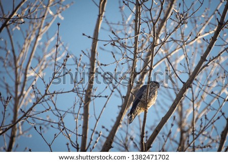 Close up of short-shinned hawk in a tree in Ontario Canada