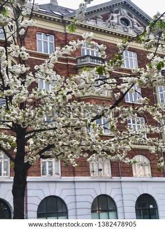 Copenhagen building with blossom. Spring in Denmark