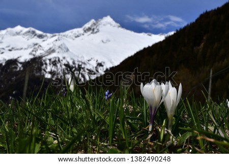 Picture of Crocus taken in Valmalenco, with the Disgrazia mountain group in background